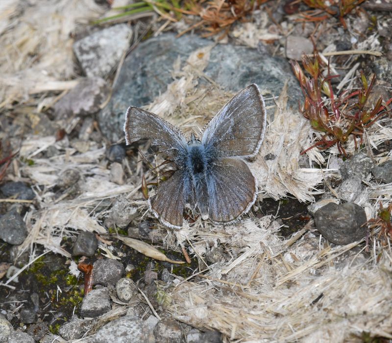 Puget Boisduval's Blue: Icaricia icarioides blackmorei