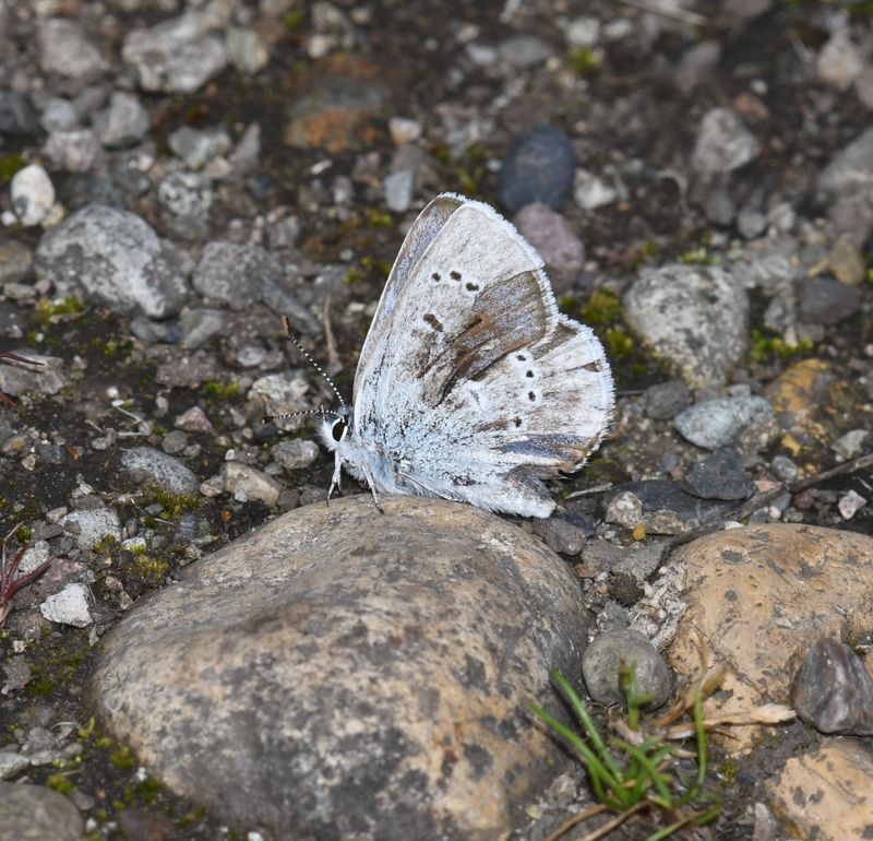 Puget Boisduval's Blue: Icaricia icarioides blackmorei