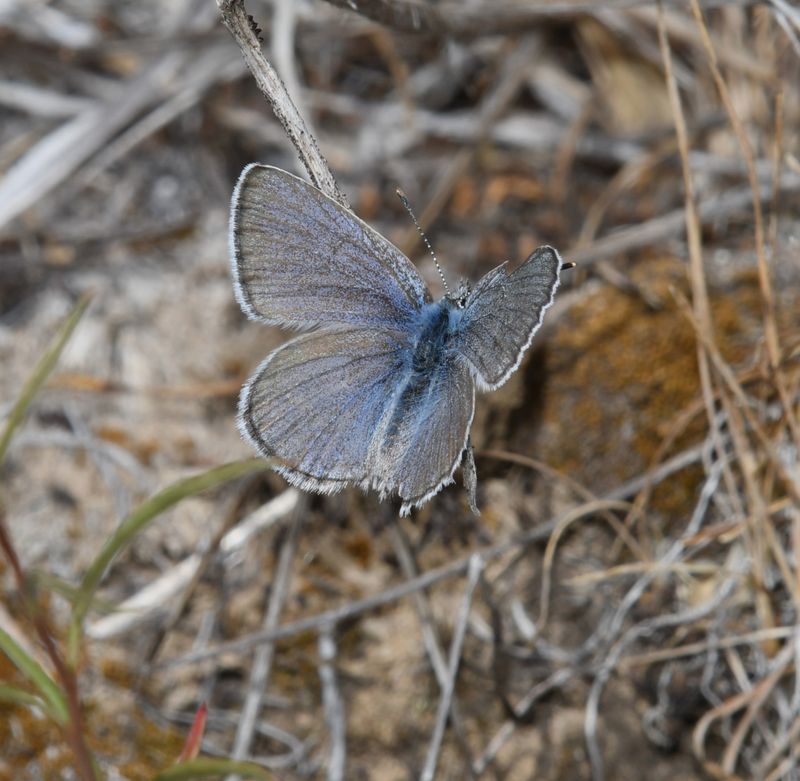 Boisduval's Blue: Icaricia icarioides