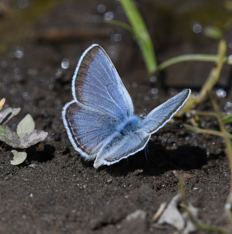 Boisduval's Blue: Icaricia icarioides