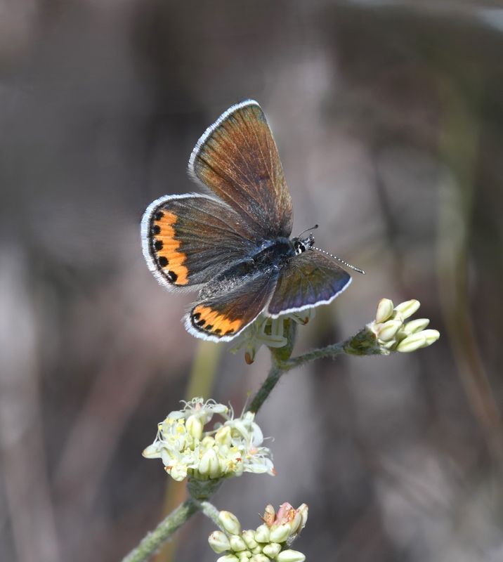 Lupine Blue: Icaricia lupini