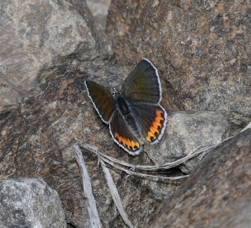 Lupine Blue: Icaricia lupini