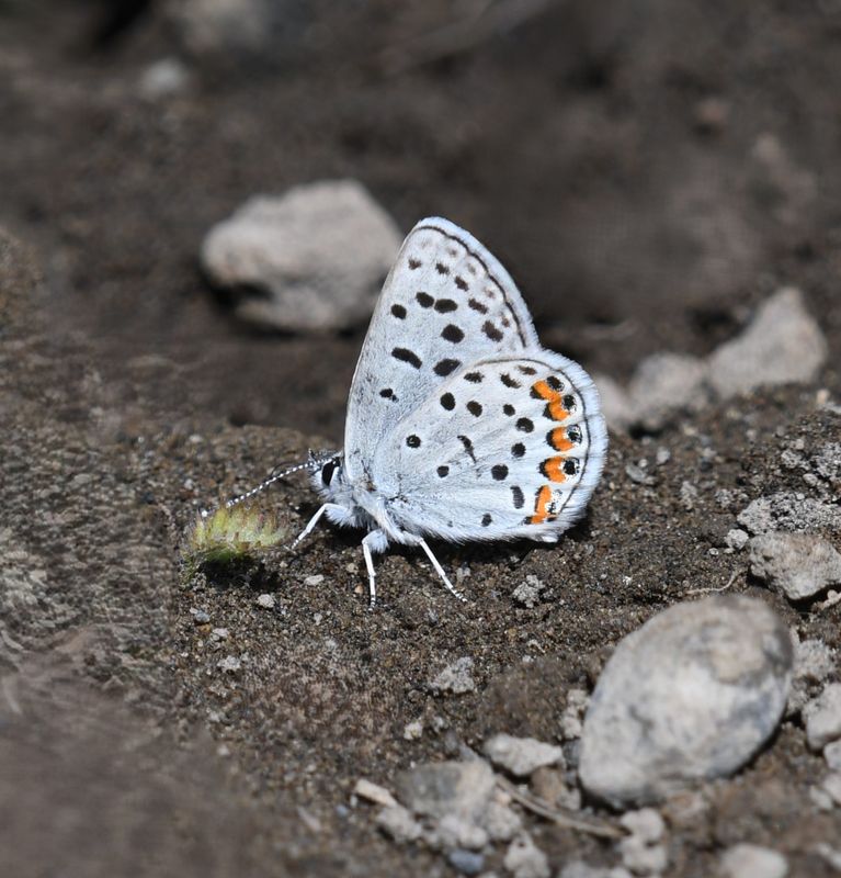 Lupine Blue: Icaricia lupini