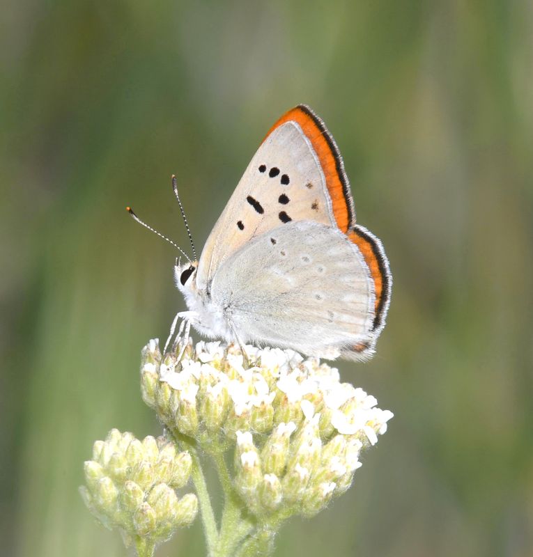 Ruddy Copper: Lycaena rubidus