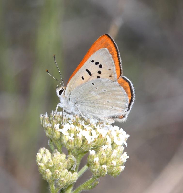 Ruddy Copper: Lycaena rubidus