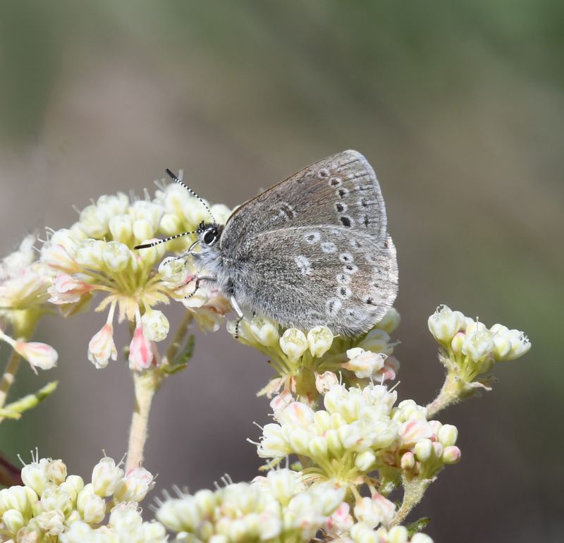 Halfmoon Hairstreak: Satyrium semiluna