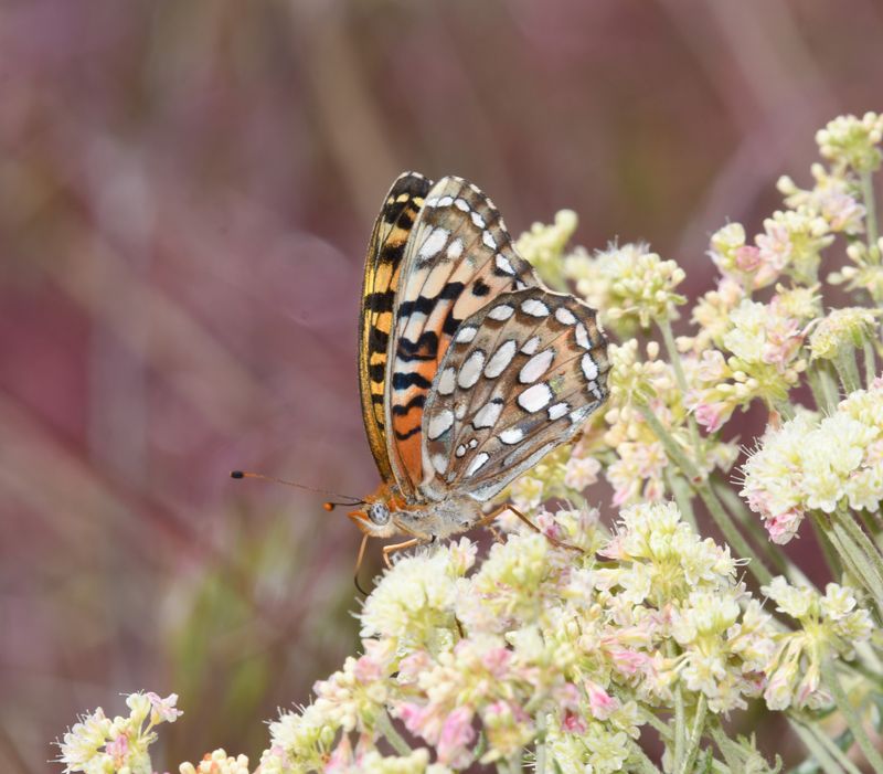 Coronis Fritillary: Speyeria coronis