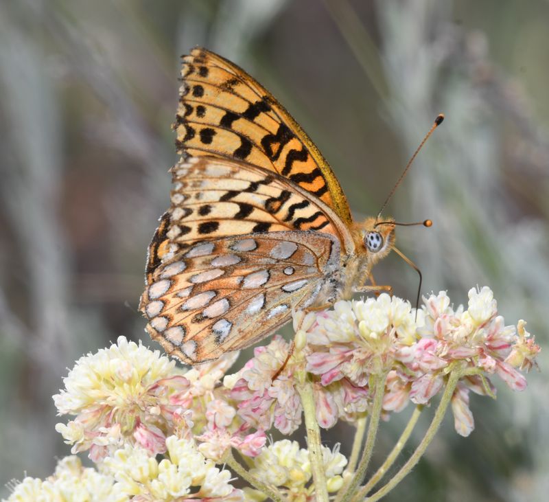 Coronis Fritillary: Speyeria coronis