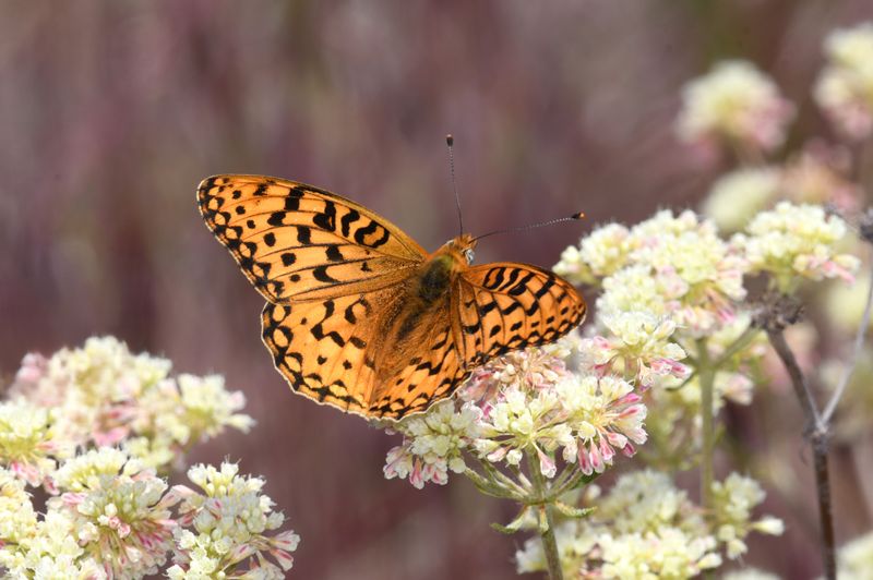 Coronis Fritillary: Speyeria coronis