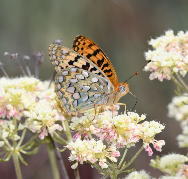 Coronis Fritillary: Speyeria coronis