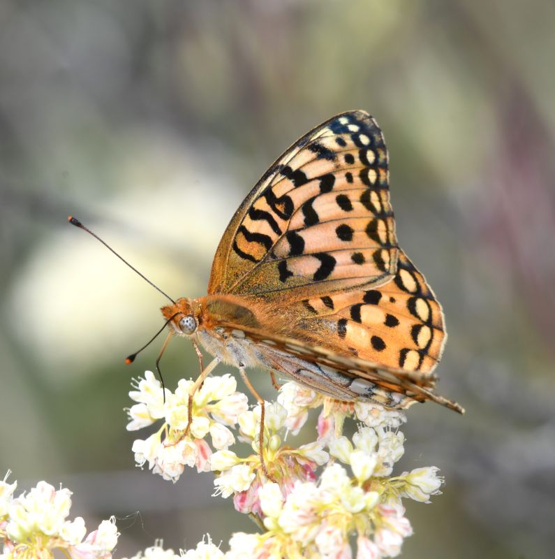 Coronis Fritillary: Speyeria coronis
