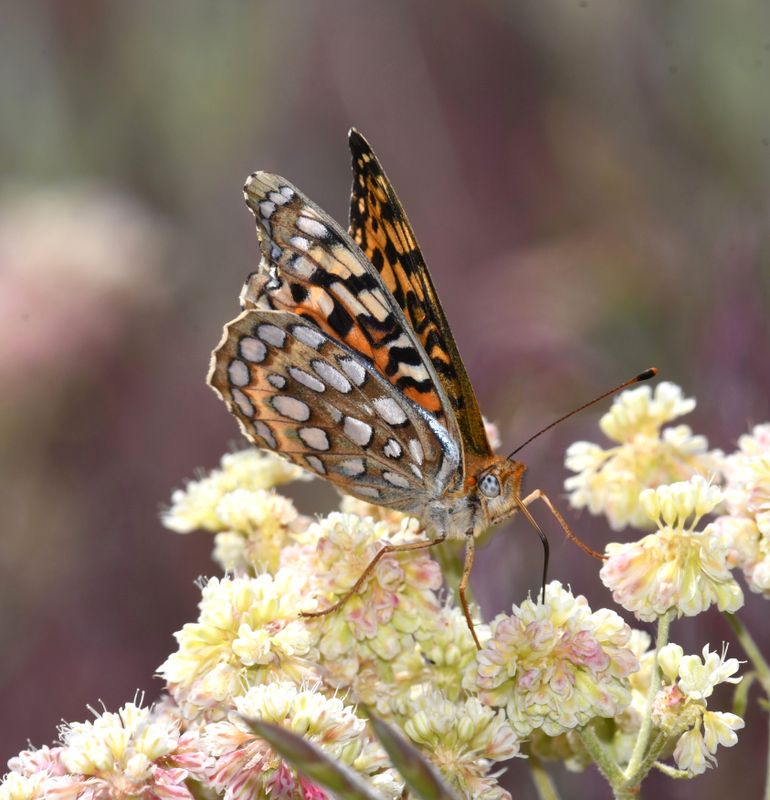 Coronis Fritillary: Speyeria coronis