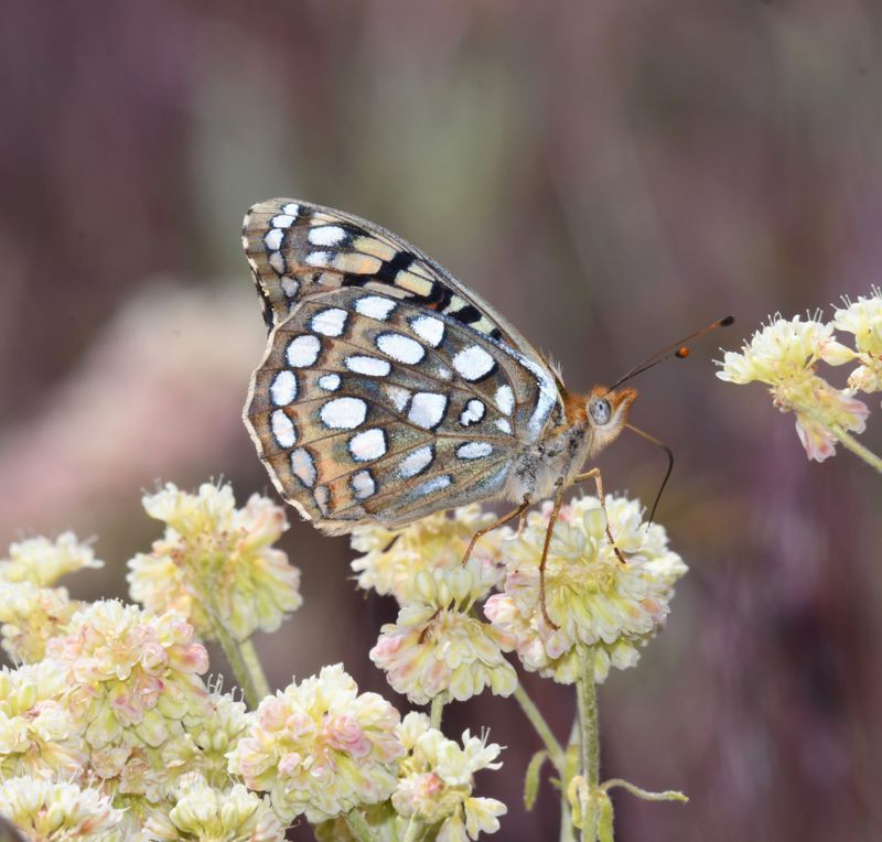 Coronis Fritillary: Speyeria coronis