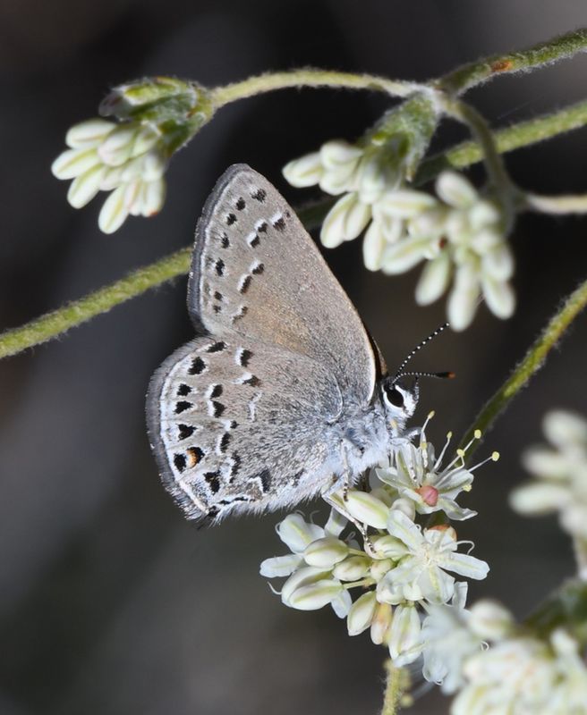 Behr's Hairstreak: Satyrium behrii