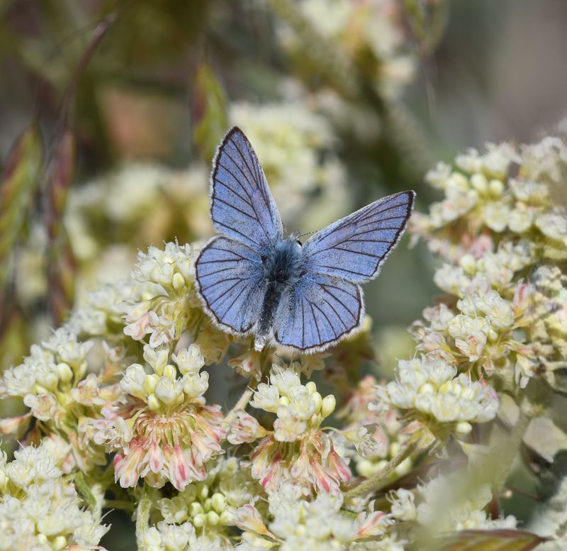 Blue Copper: Lycaena heteronea