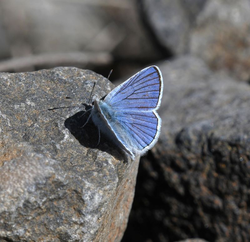 Blue Copper: Lycaena heteronea