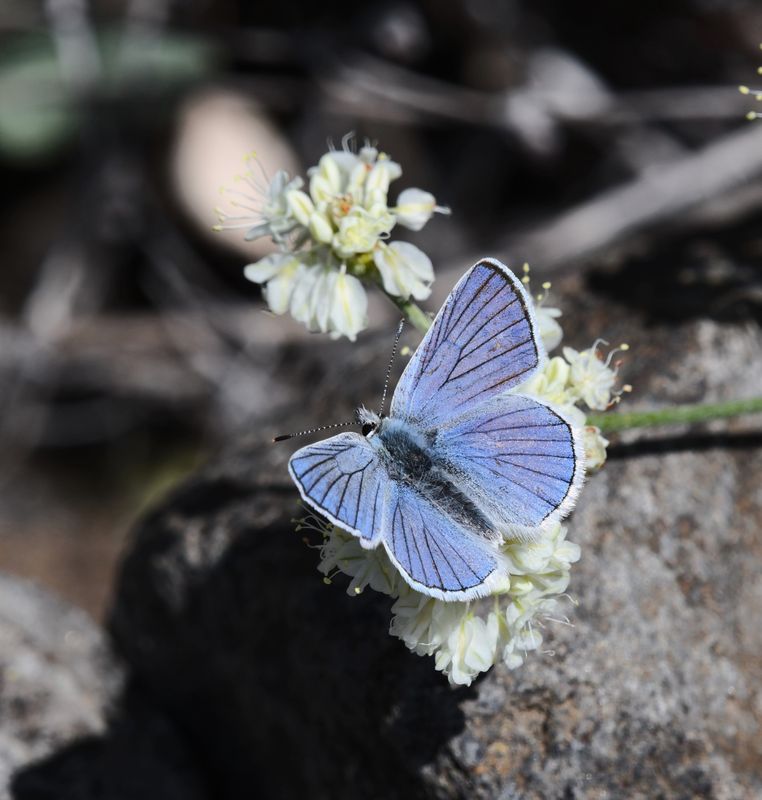 Blue Copper: Lycaena heteronea