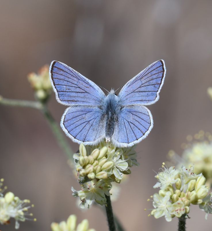 Blue Copper: Lycaena heteronea