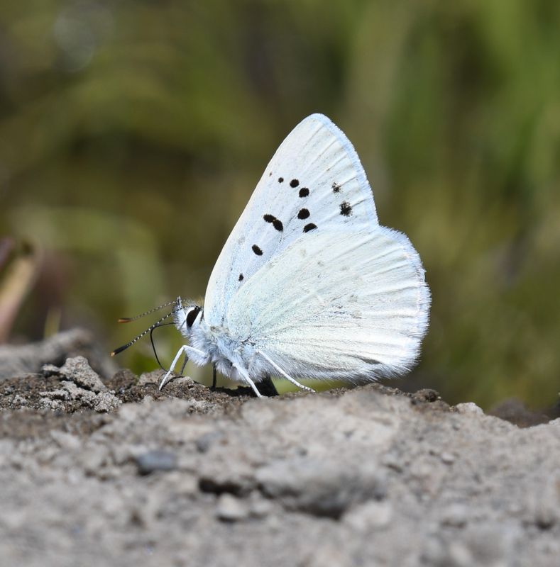 Blue Copper: Lycaena heteronea
