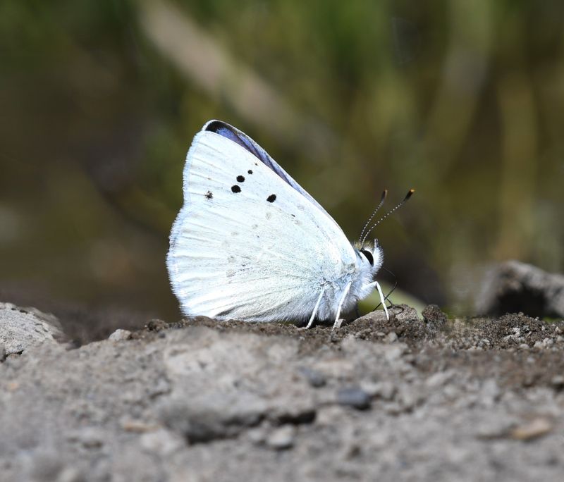 Blue Copper: Lycaena heteronea