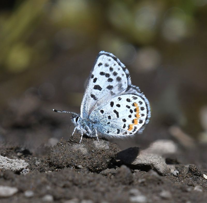 Columbia Blue: Euphilotes columbiae