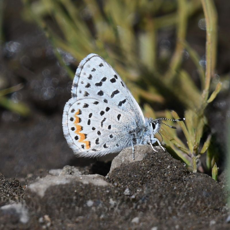 Columbia Blue: Euphilotes columbiae