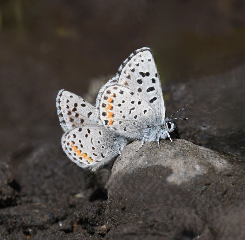 Columbia Blue: Euphilotes columbiae