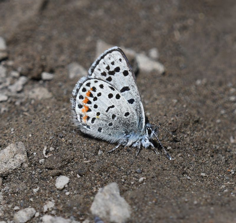 Columbia Blue: Euphilotes columbiae