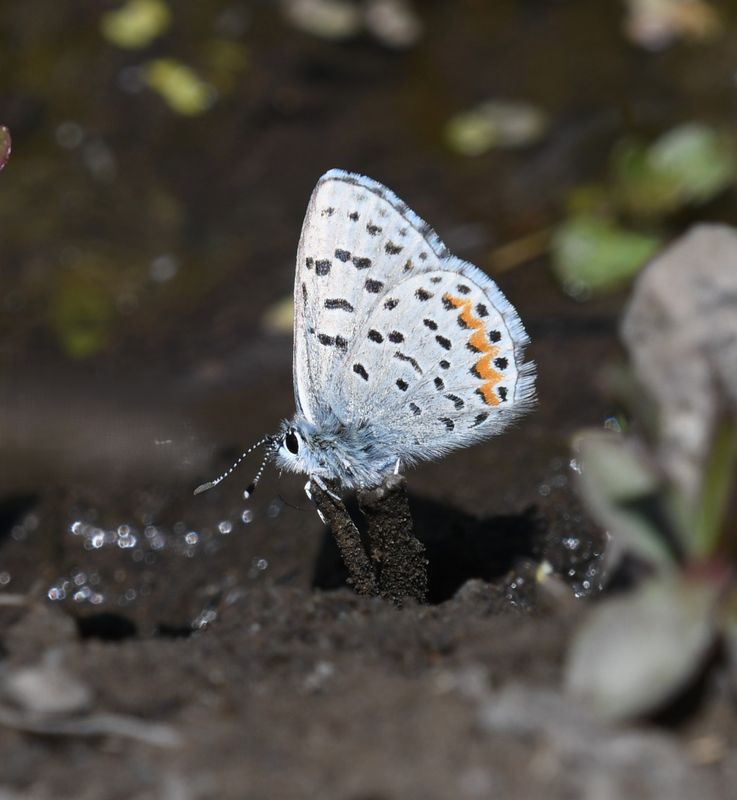 Columbia Blue: Euphilotes columbiae
