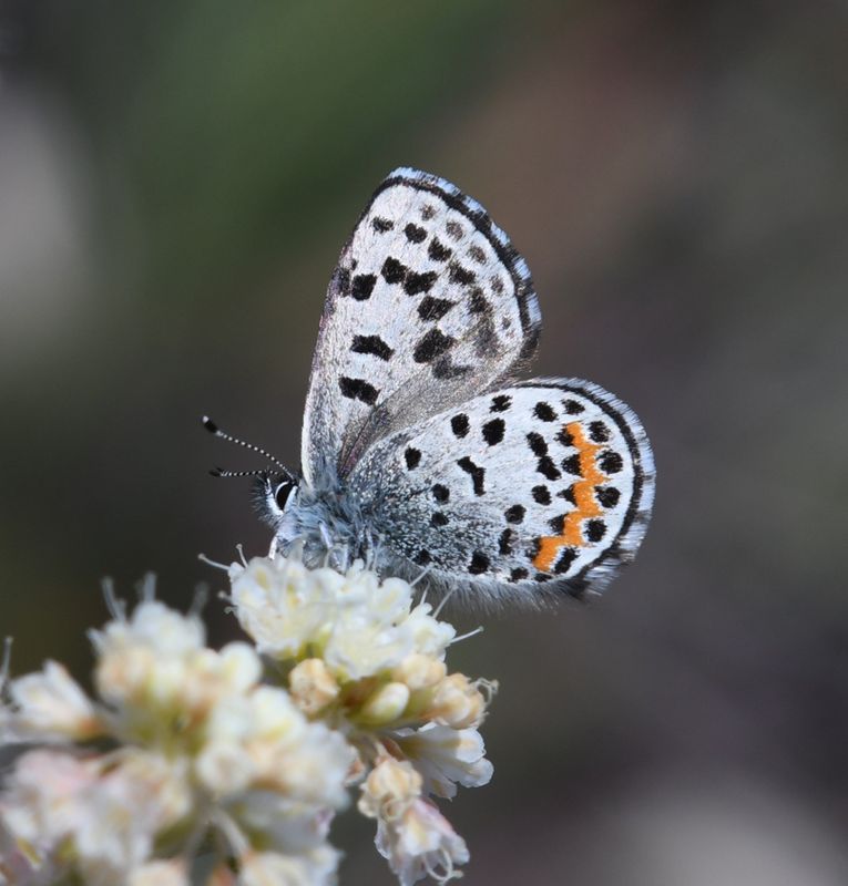 Cascadia Blue: Euphilotes heracleoides
