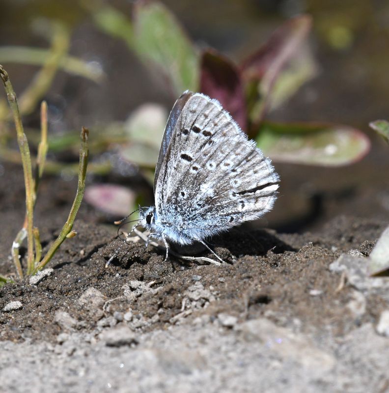 Boisduval's Blue: Icaricia icarioides