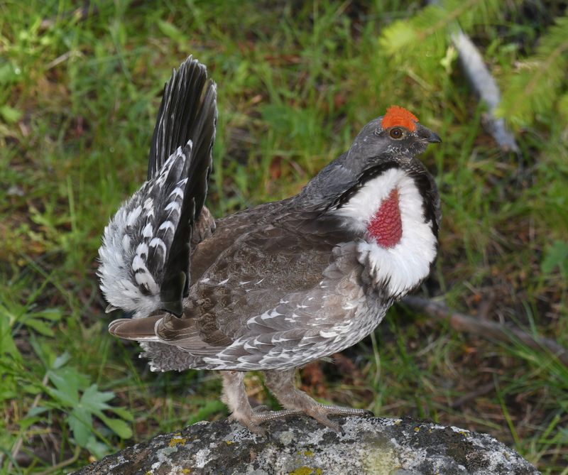 Dusky Grouse