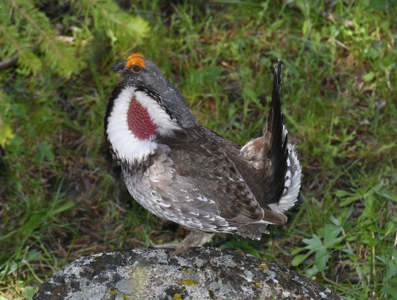 Grouse, Dusky