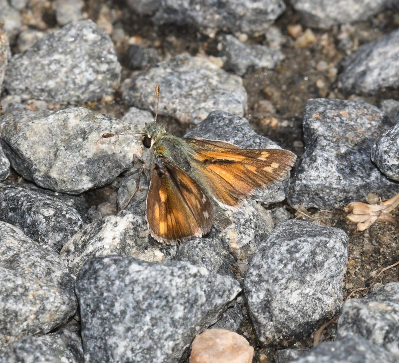 Nevada Skipper: Hesperia nevada
