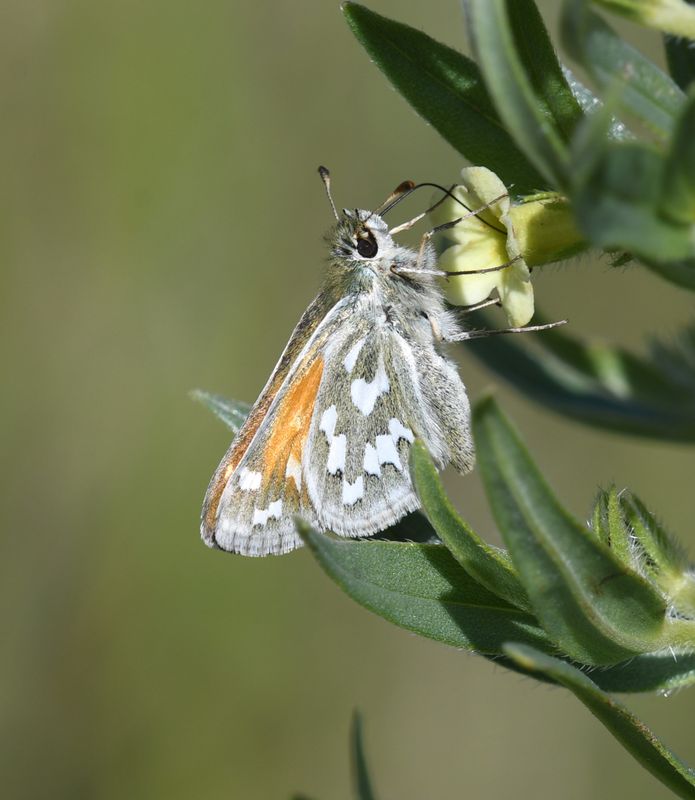 Nevada Skipper: Hesperia nevada