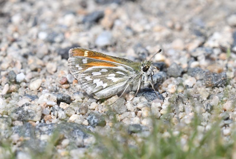 Nevada Skipper: Hesperia nevada