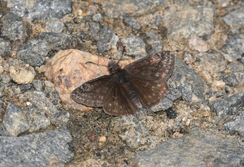 Persius Duskywing: Erynnis persius