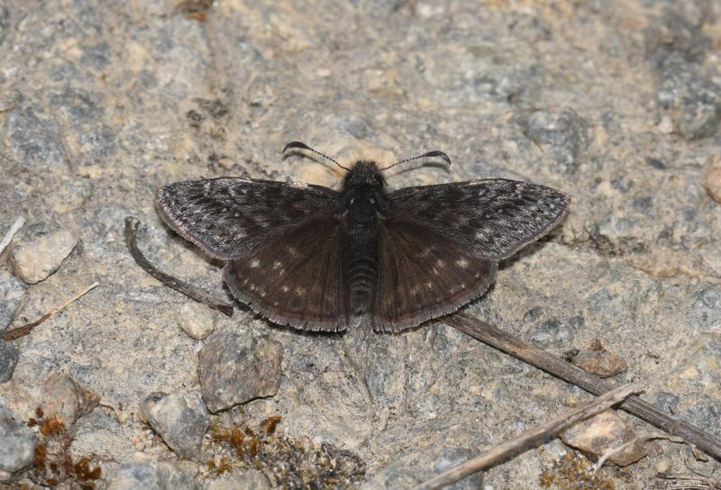 Persius Duskywing: Erynnis persius
