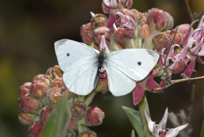 Cabbage White: Pieris rapae