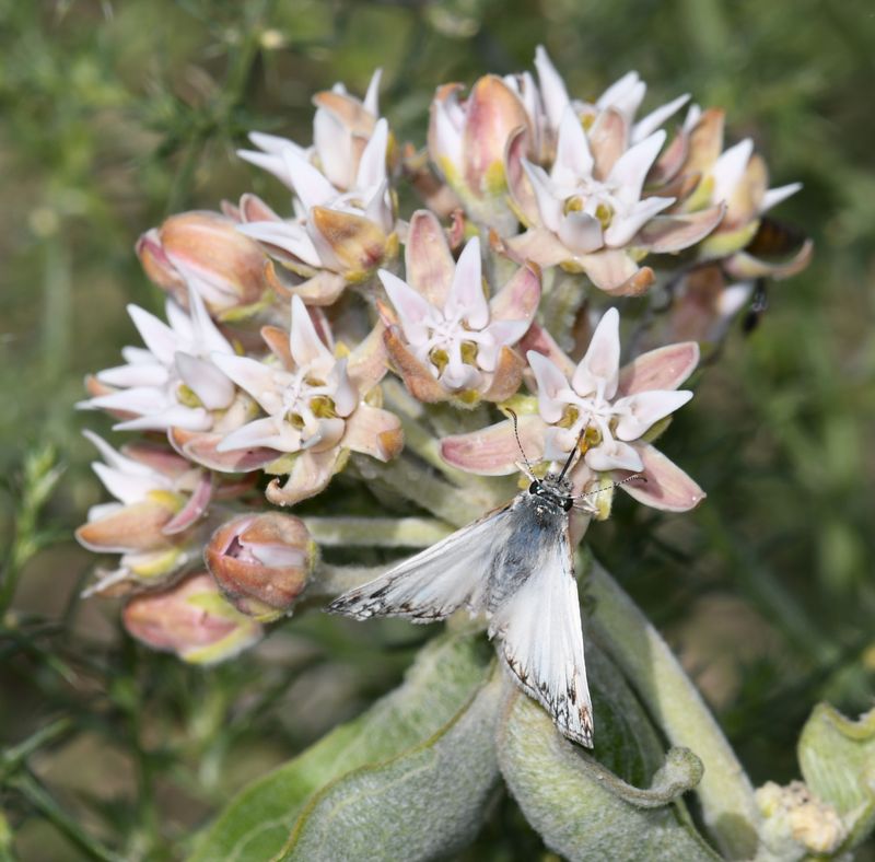 Skipper, Northern White