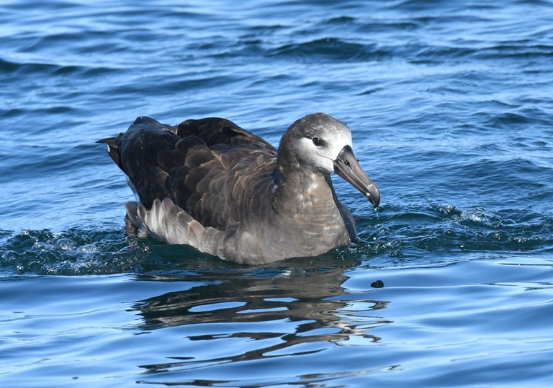 Black-footed Albatross