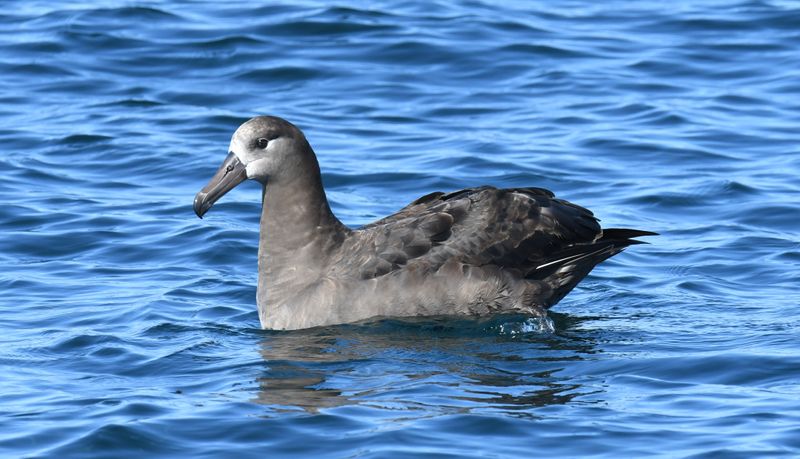Black-footed Albatross