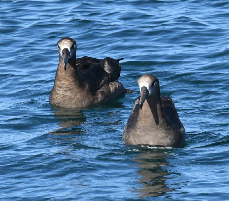 Black-footed Albatross