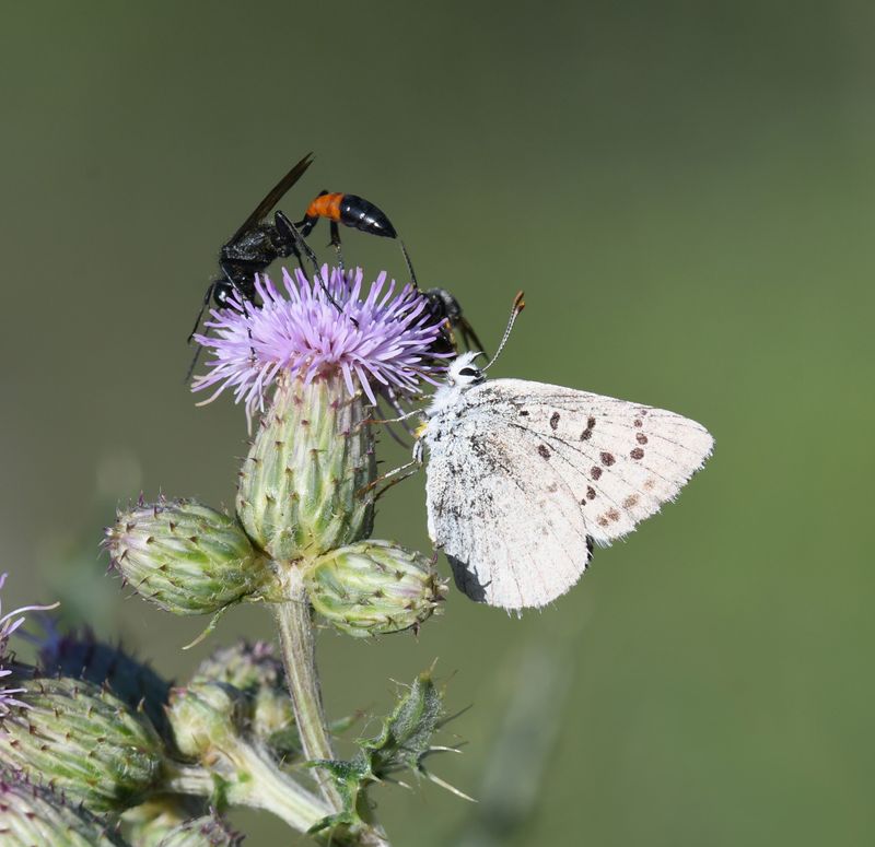 Blue Copper: Lycaena heteronea