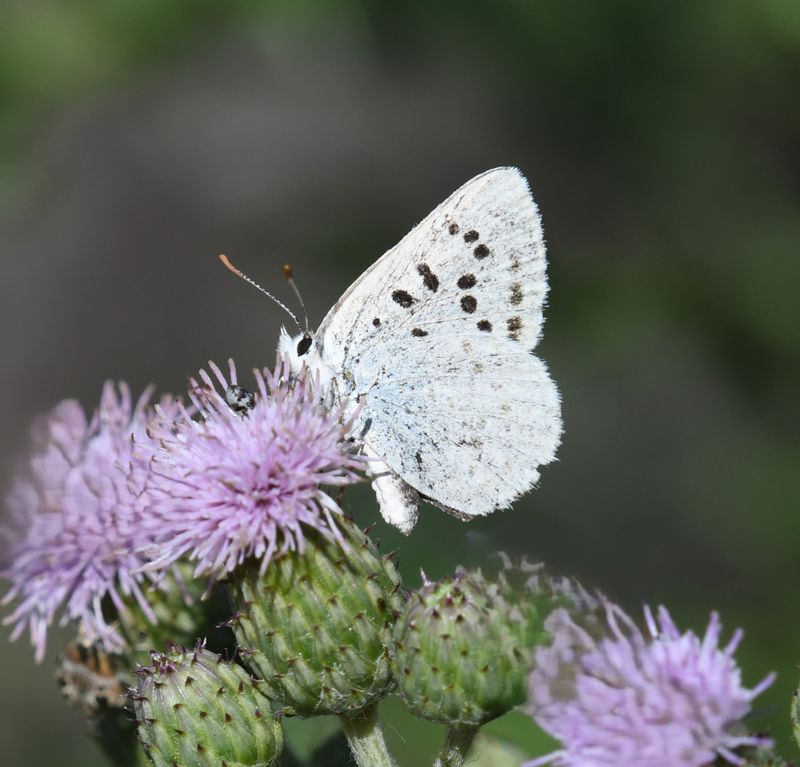 Blue Copper: Lycaena heteronea