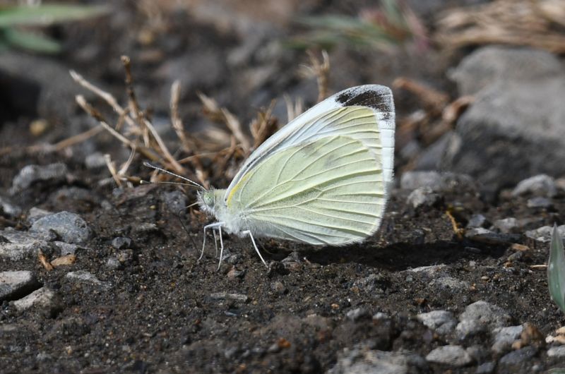 Cabbage White: Pieris rapae