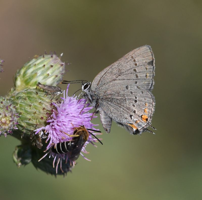 California Hairstreak: Satyrium californica