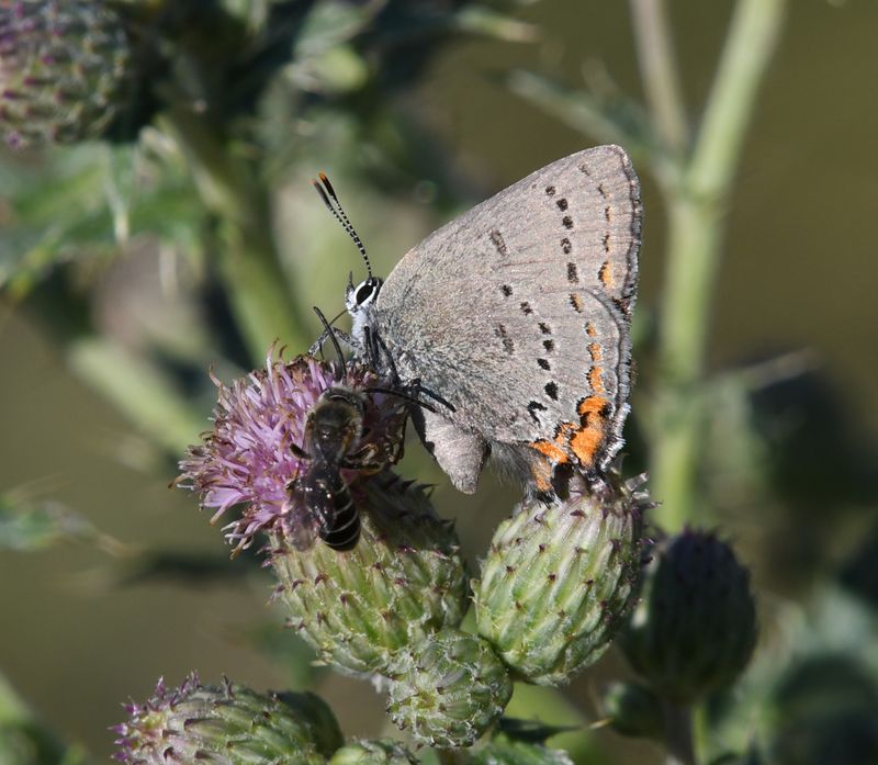 California Hairstreak: Satyrium californica