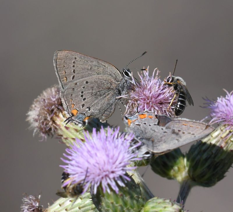 California Hairstreak: Satyrium californica