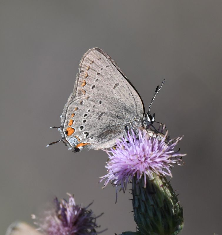 California Hairstreak: Satyrium californica